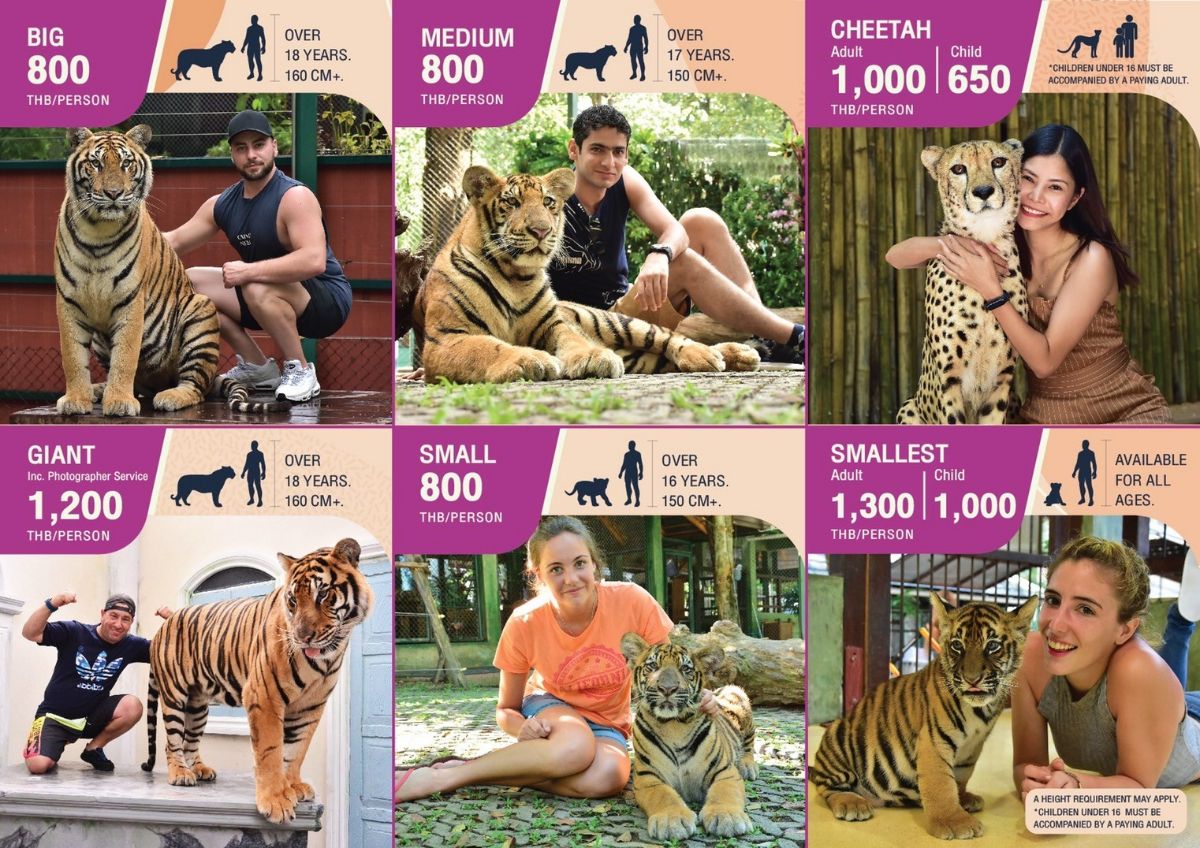 Tiger Kingdom Phuket – Phuket Travel Shop